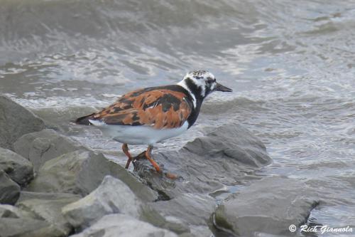 Ruddy Turnstone