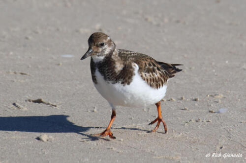 Ruddy Turnstone