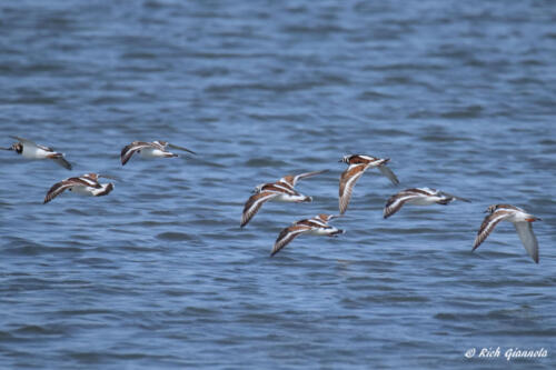 Ruddy Turnstones