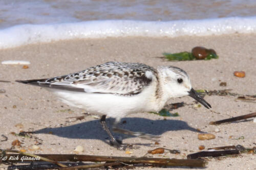 A Sanderling looking for food