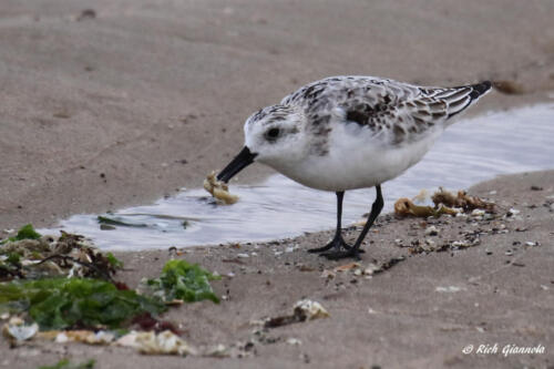 A Sanderling having a snack