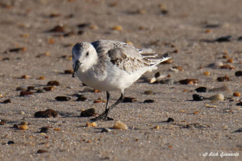 A Sanderling looking for food