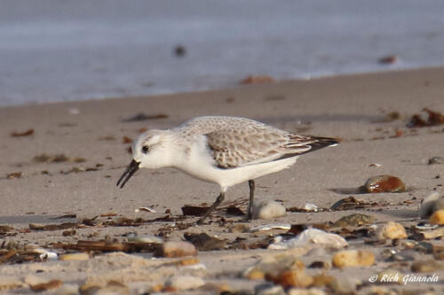 A Sanderling looking for a snack