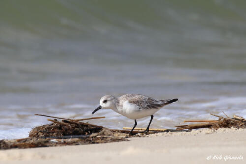 Sanderling