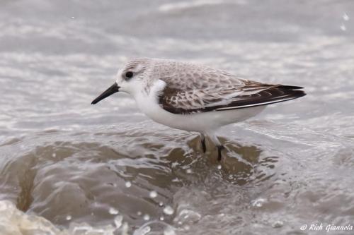 Sanderling