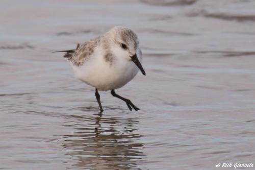 Sanderling