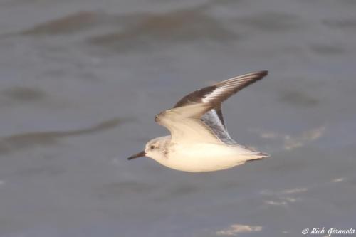 Sanderling