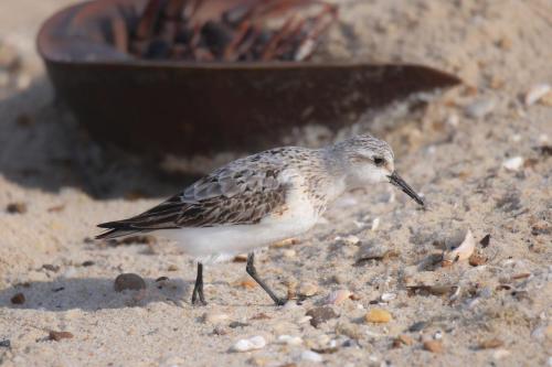 Sanderling