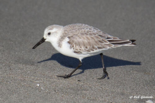 Sanderling