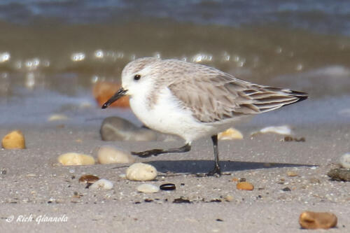 Sanderling among the beach stones