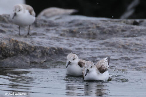 Sanderlings