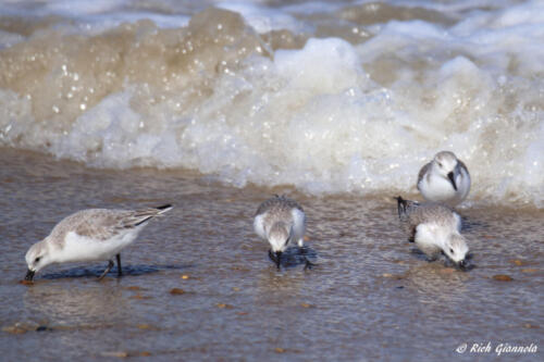 Sanderlings