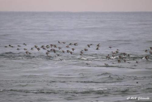 Sanderlings