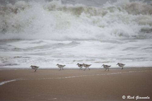 Sanderlings