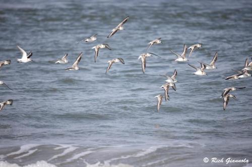 Sanderlings