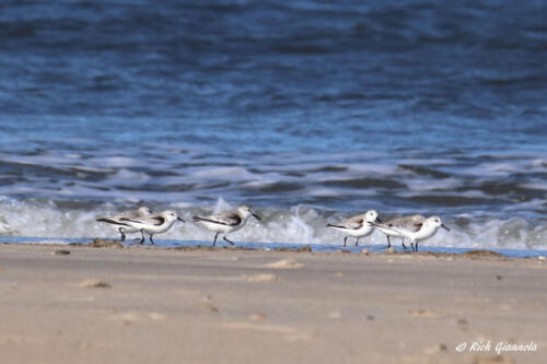 Sanderlings running on the beach