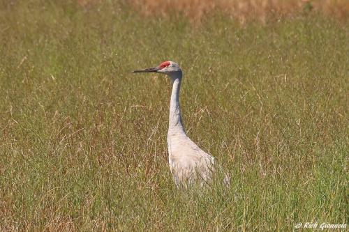 Sandhill Crane