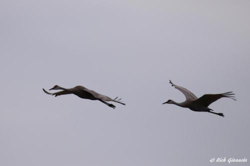 Sandhill Cranes