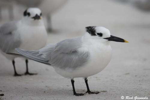 Sandwich Tern