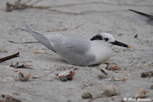 Sandwich Tern