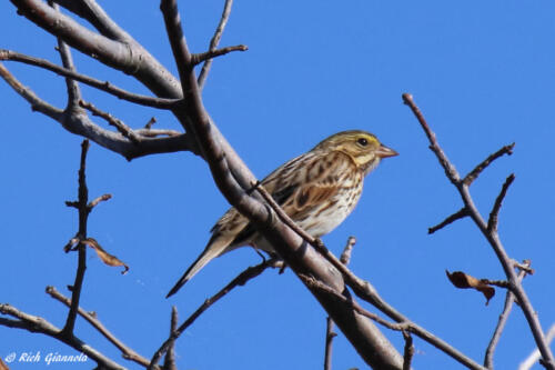 Savannah Sparrow taking in some sun