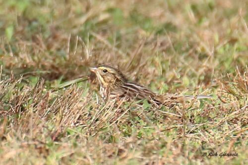 A half-hidden Savannah Sparrow 