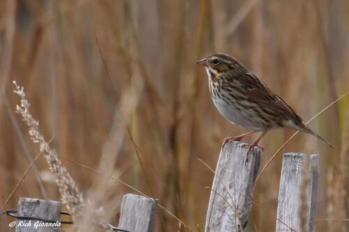 Savannah Sparrow near the beach