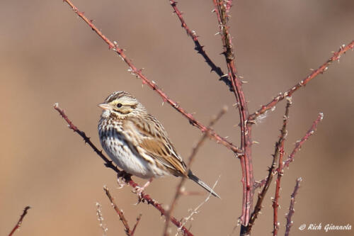 Savannah Sparrow