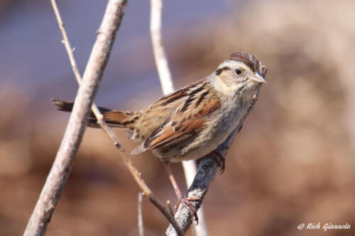 Savannah Sparrow