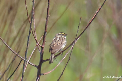 Savannah Sparrow