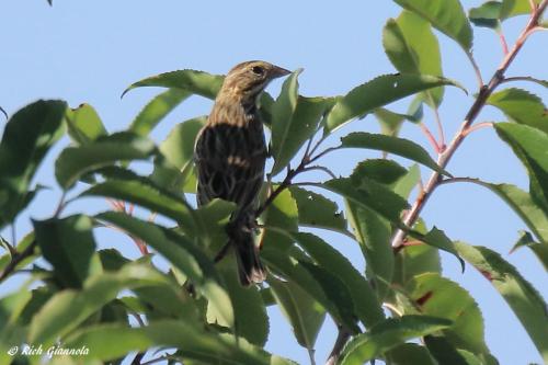 Savannah Sparrow