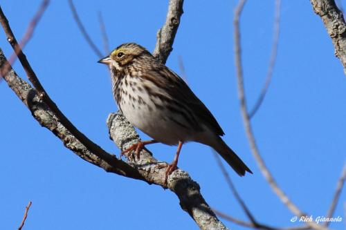 Savannah Sparrow