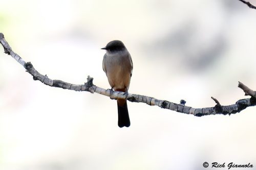Say's Phoebe