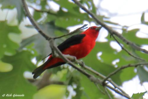 Scarlet Tanager