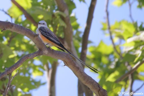 Scissor-Tailed Flycatcher