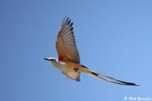 Scissor-Tailed Flycatcher