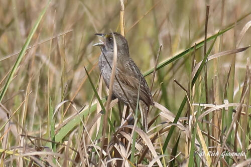 A Seaside Sparrow in the reeds