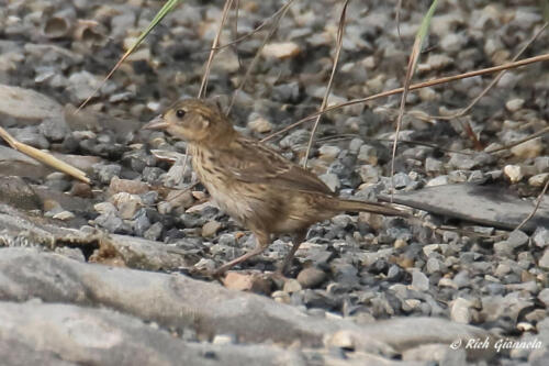 Seaside Sparrow moving quickly through the rocks