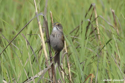 Seaside Sparrow