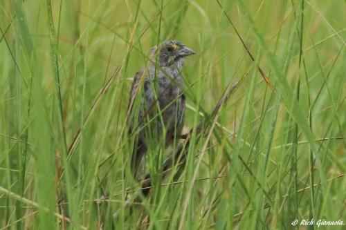 Seaside Sparrow