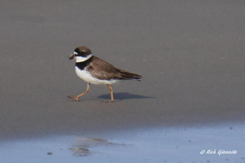 A Semipalmated Plover