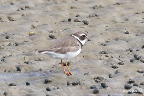 Semipalmated Plover