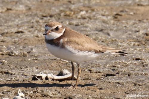 Semipalmated Plover