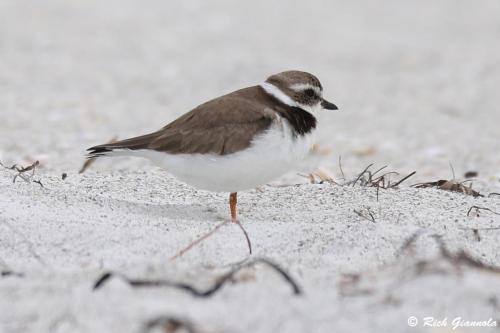 Semipalmated Plover