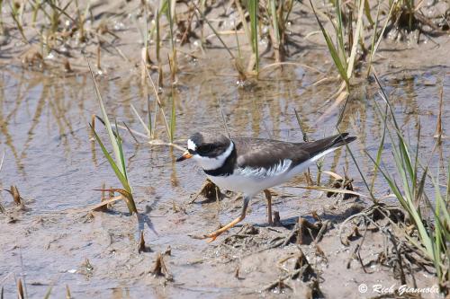 Semipalmated Plover