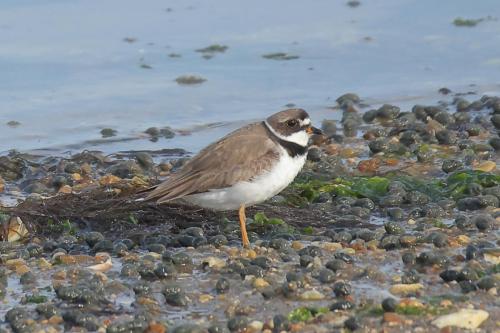 Semipalmated Plover