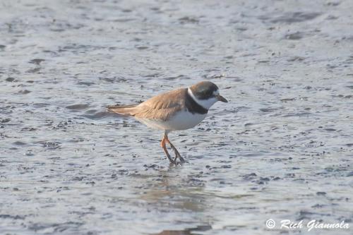 Semipalmated Plover