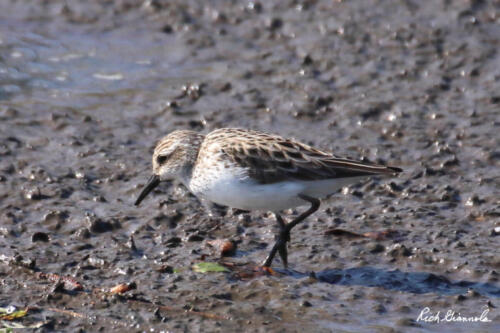 Semipalmated Sandpiper