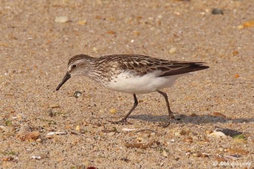 Semipalmated Sandpiper