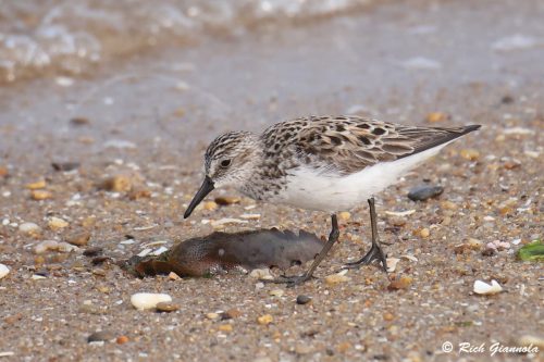 Semipalmated Sandpiper